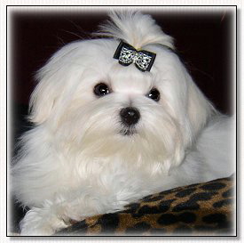 Maltese Breeder of Maltese Puppies and Maltese champions