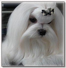 Maltese Breeder of Maltese champions