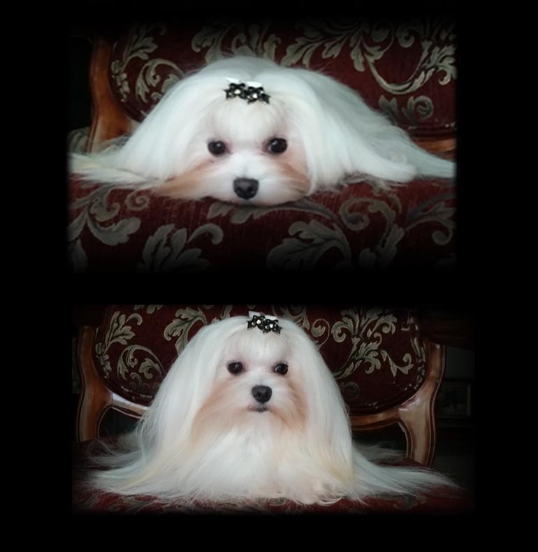 maltese show dog Gaga