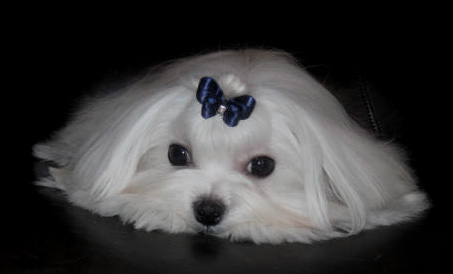 Maltese show dog 