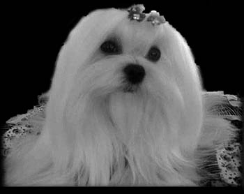 Maltese show dog  - Morgan