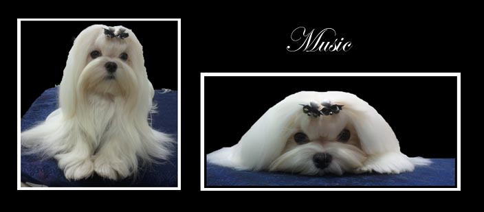 Maltese grand champion