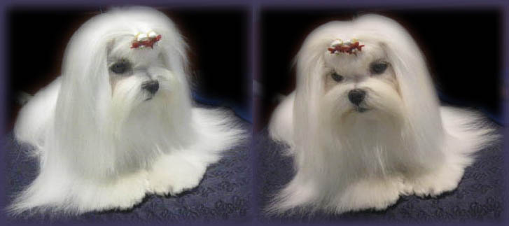 maltese show dog Chloe