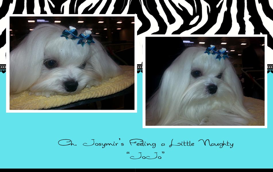 Maltese show dog