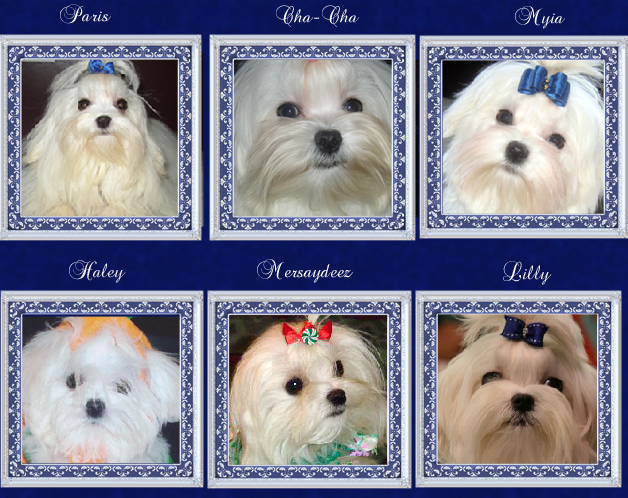 Maltese puppies for sale