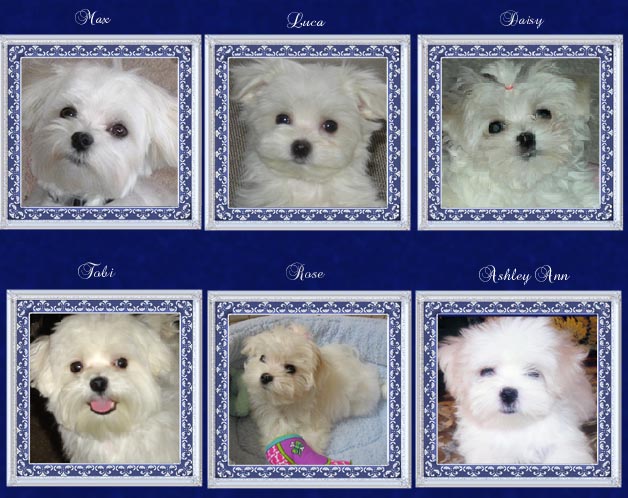 Maltese puppies