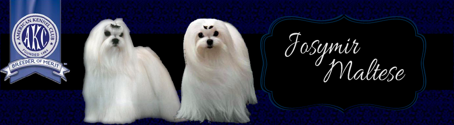 Maltese Breeder of Maltese puppies