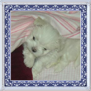 Maltese puppies