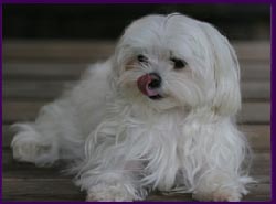 Maltese puppies for sale