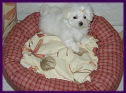 maltese puppy