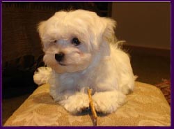 AKC maltese show dogs