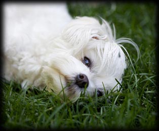 Maltese Breeder in PA